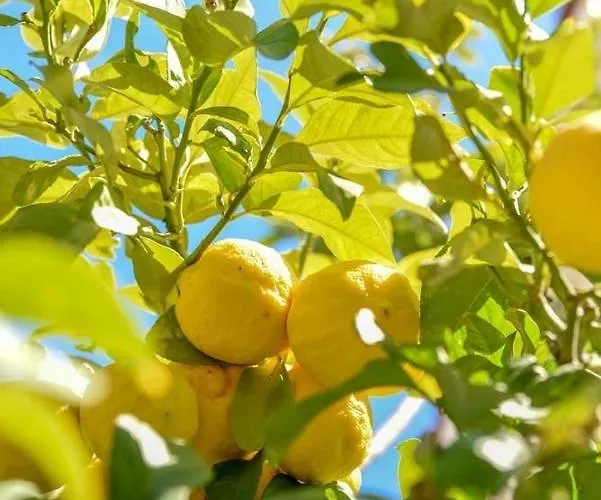 Paradise Gardens With A Large Terrace * Paphos