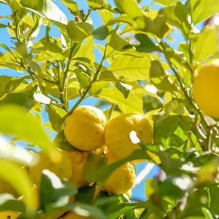 Paradise Gardens With A Large Terrace * Paphos